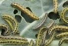 Suggan Buggangarden-pests-and-diseases-6.jpg; ?>